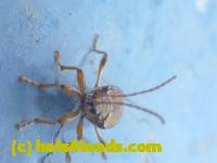 /home//u458753944/public_html/sourcegallery///////////////////////////////////////////////Insects and small critters/beetles (Coleoptera)/P1070833.JPG
